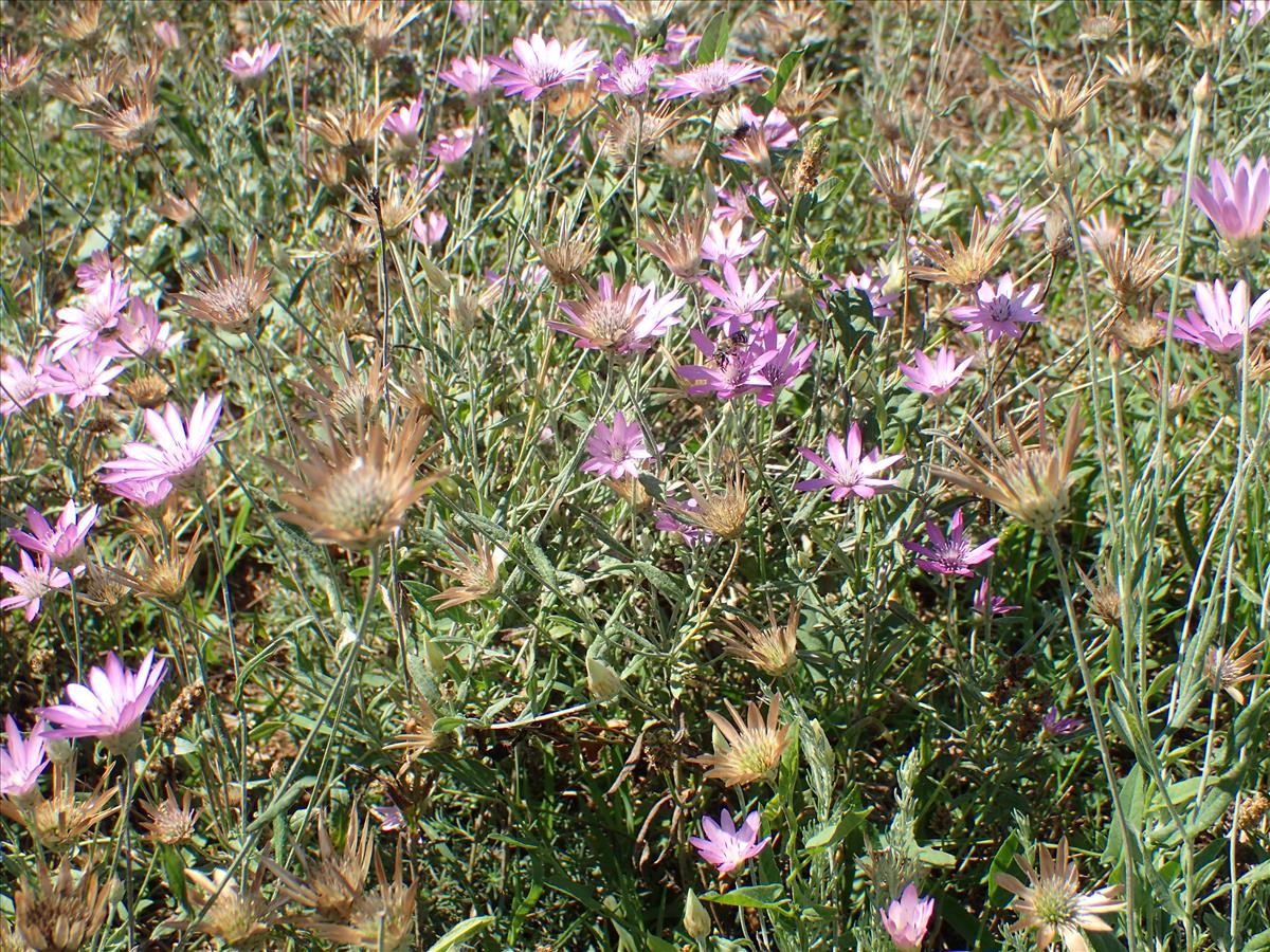 Xeranthemum annuum (door Adrie van Heerden)