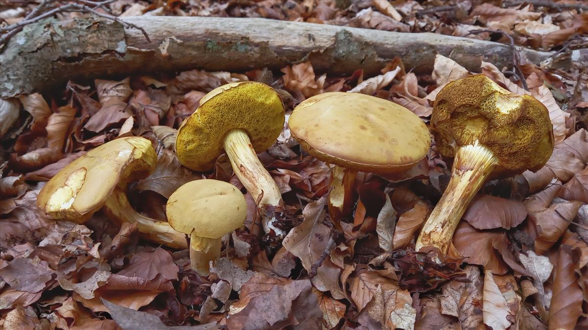 Xerocomus subtomentosus var. luteolus (door Aldert Gutter)