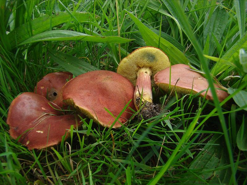 Xerocomellus engelii (door Frans Ozinga)