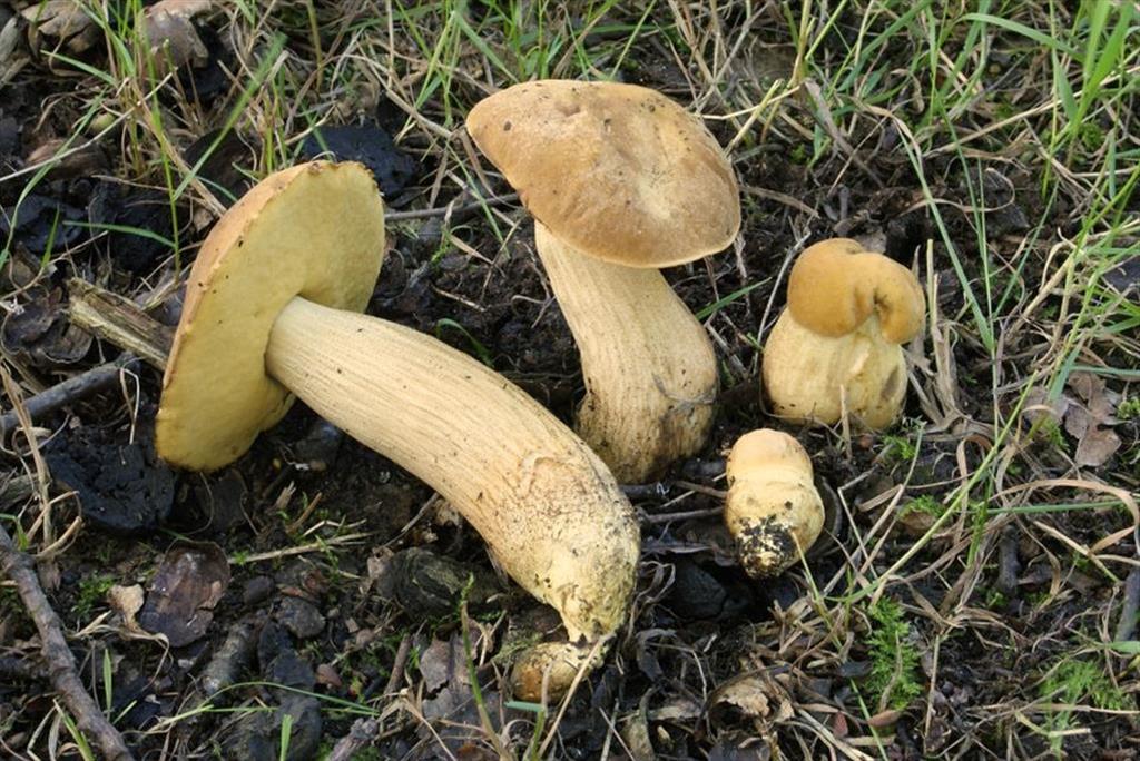 Aureoboletus moravicus (door Jaap Wisman)