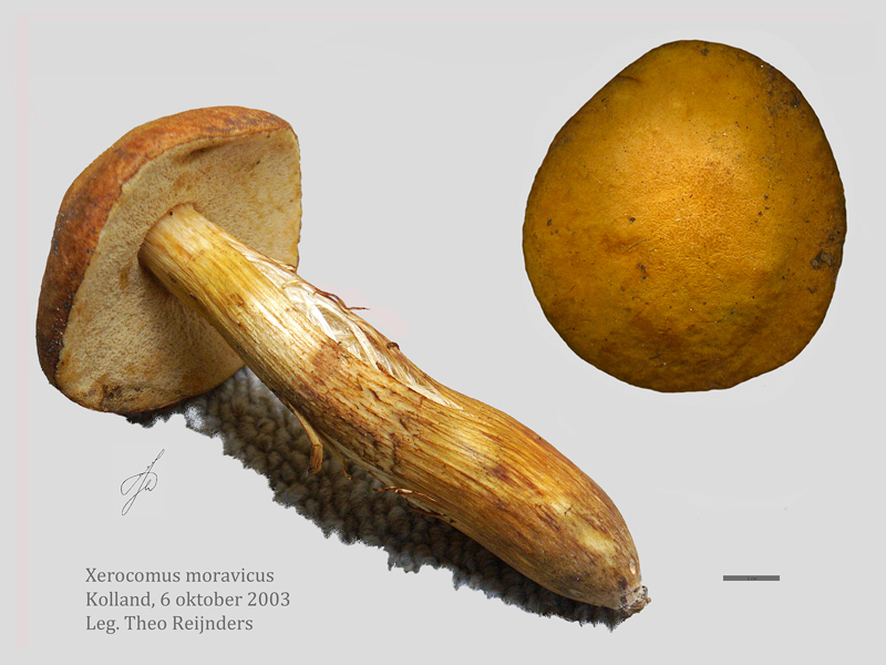 Aureoboletus moravicus (door Jaap Wisman)