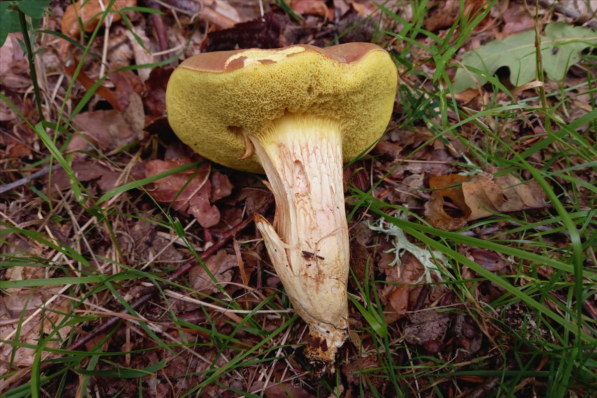 Xerocomus subtomentosus (door Aldert Gutter)