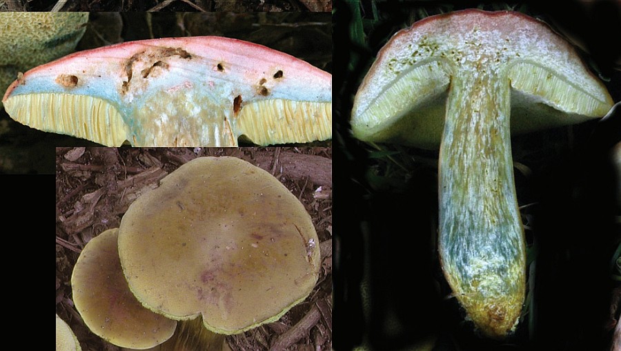 Xerocomellus bubalinus (door Chiel Noordeloos)