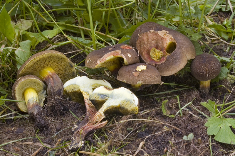 Xerocomellus cisalpinus (door Nico Dam)