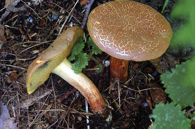 Xerocomellus cisalpinus (door Chiel Noordeloos)