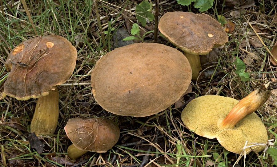 Xerocomellus engelii (door Nico Dam)