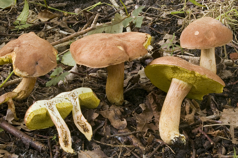 Xerocomus ferrugineus (door Nico Dam)