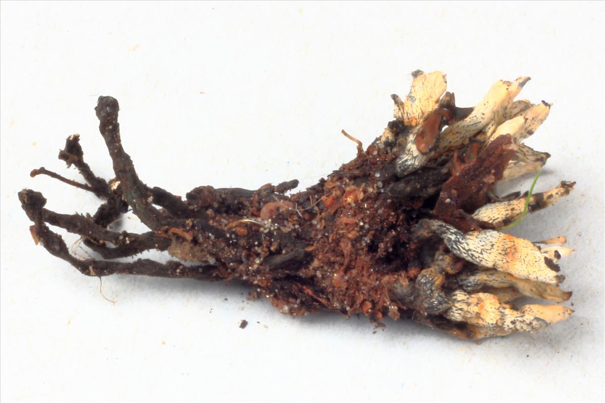 Xylaria cinerea (door Aldert Gutter)