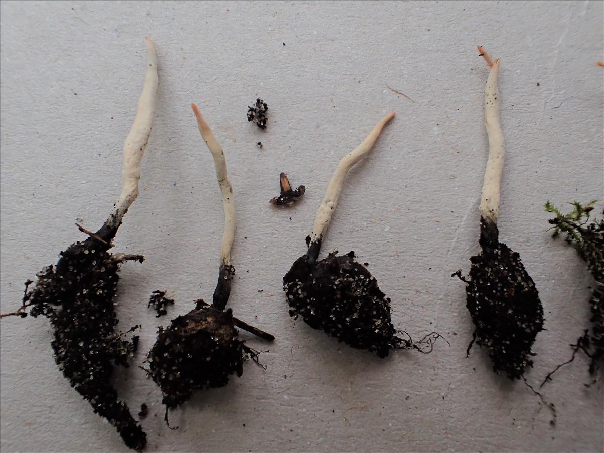 Xylaria oxyacanthae (door Leo Jalink)