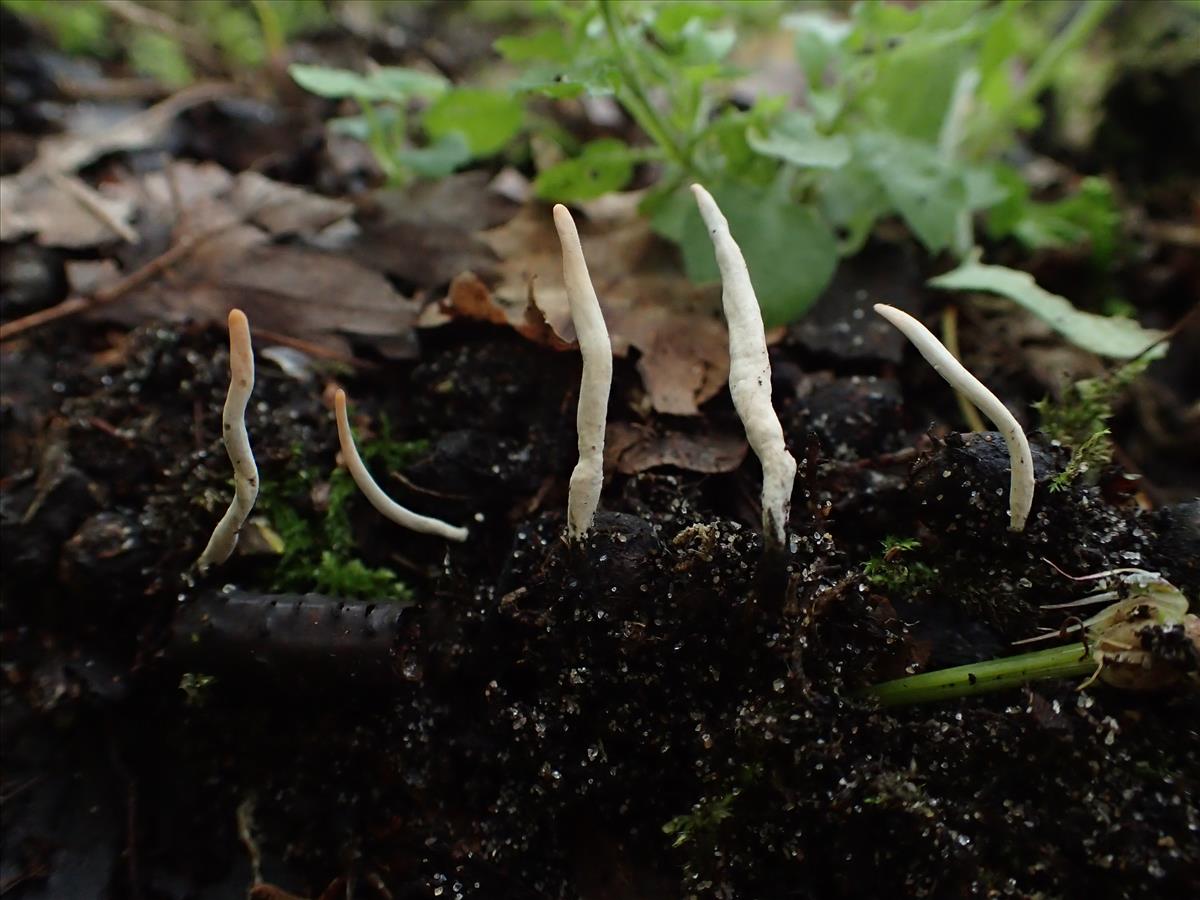 Xylaria oxyacanthae (door Leo Jalink)