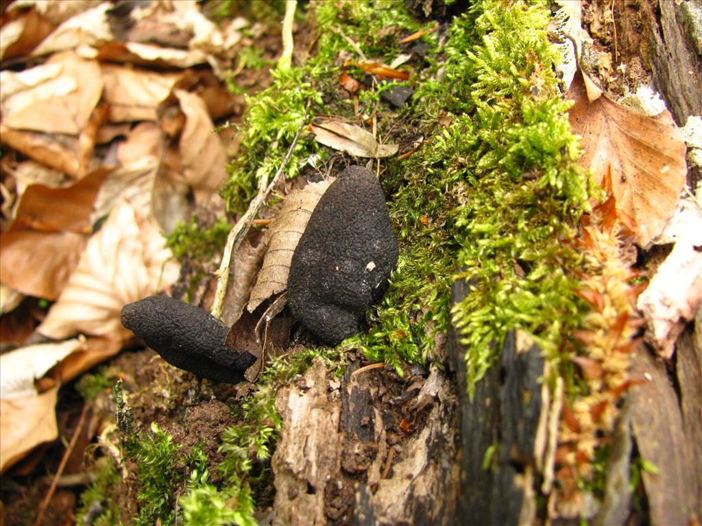 Xylaria polymorpha (door J.L.J. Wolfs)