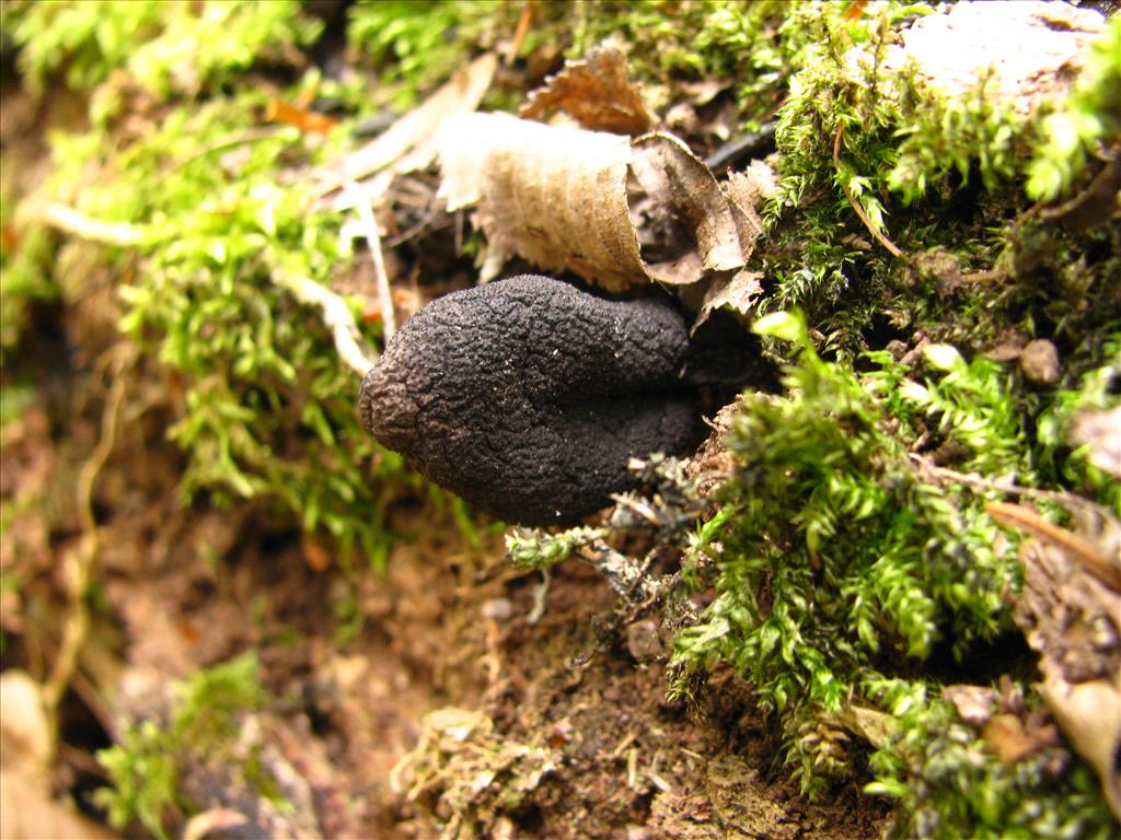 Xylaria polymorpha (door J.L.J. Wolfs)