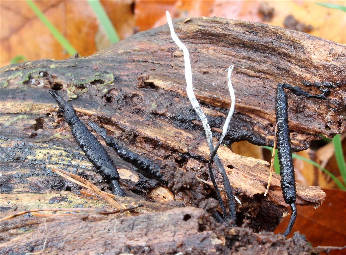 Xylaria hypoxylon (door Ieko Staal)