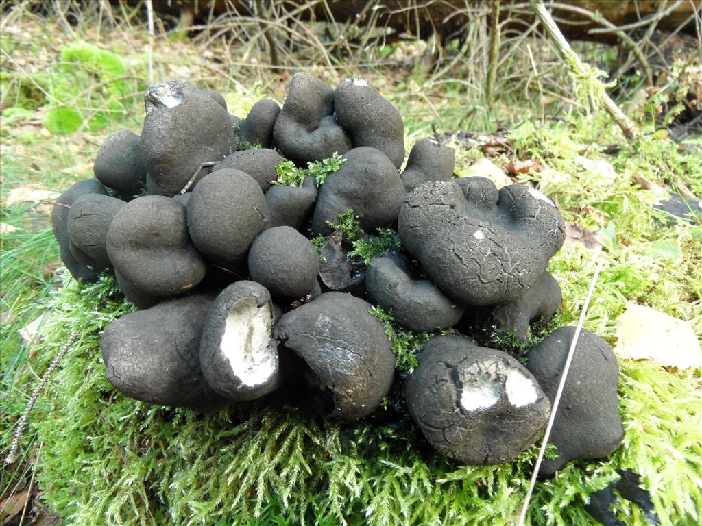 Xylaria polymorpha (door Anneke van der Putte)