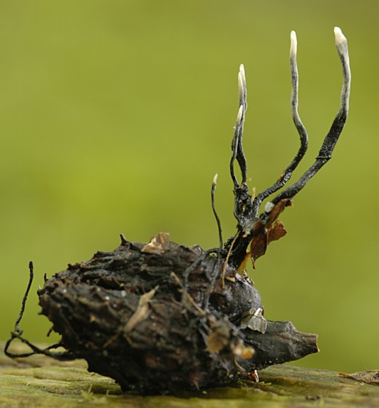 Xylaria carpophila (door Nico Dam)