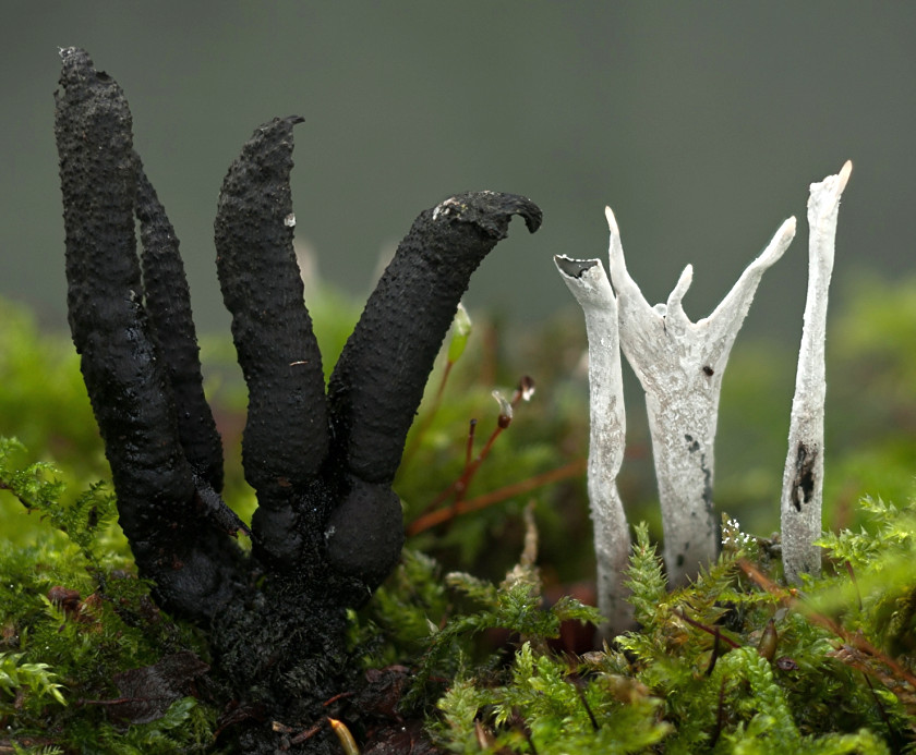 Xylaria hypoxylon (door Aldert Gutter)