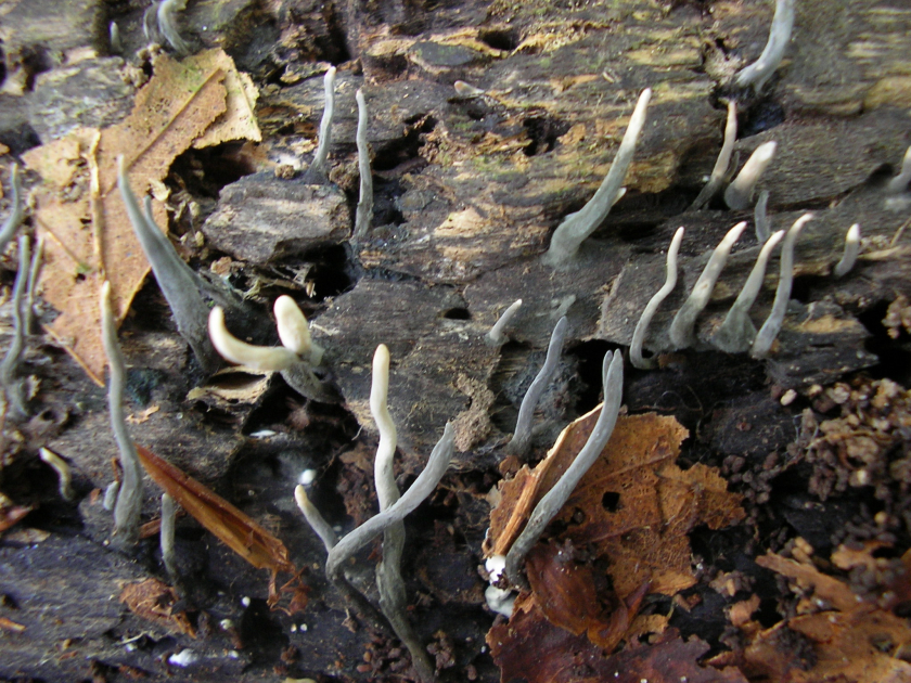 Xylaria longipes (door Aldert Gutter)