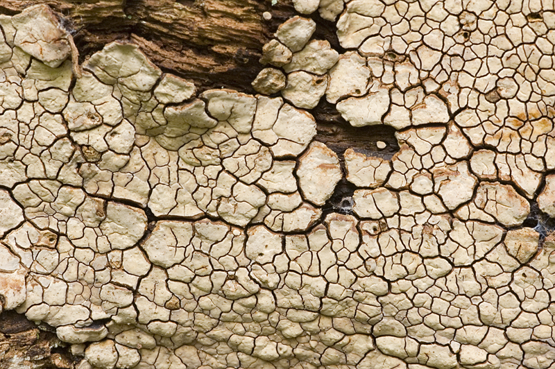 Xylobolus frustulatus (door Nico Dam)