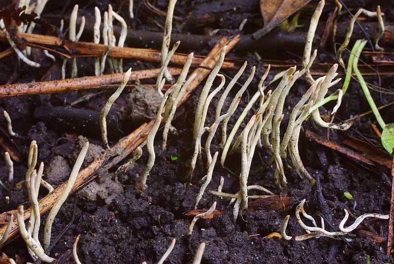 Xylaria oxyacanthae (door Hans Adema)