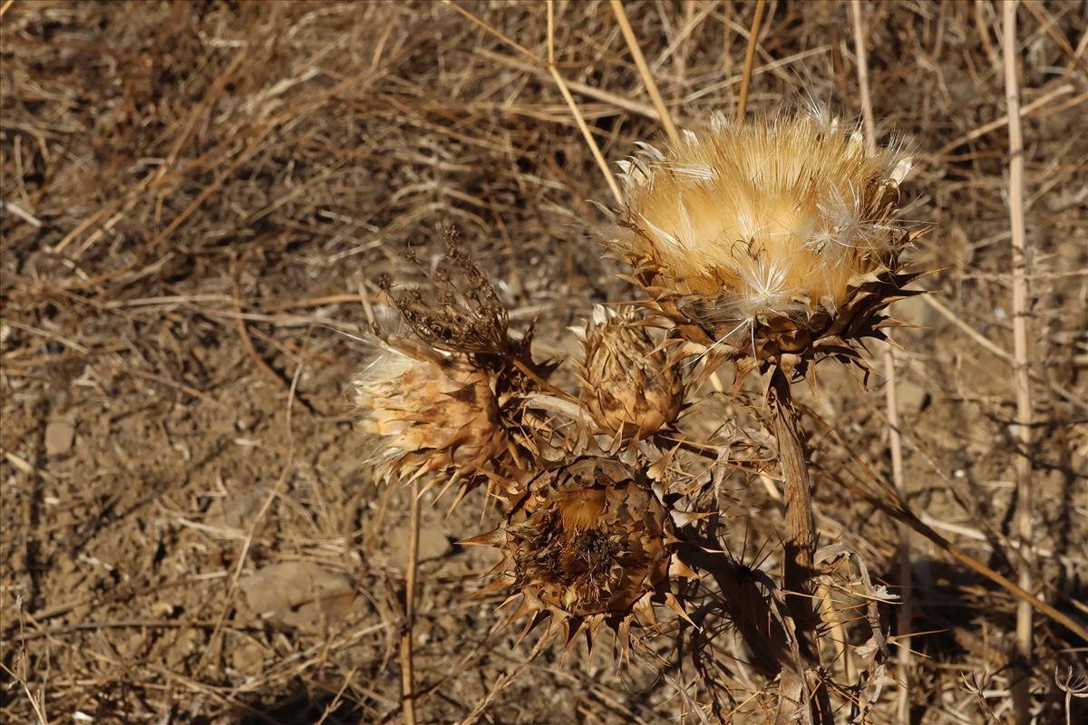 Cynara cardunculus (door Willem Braam)