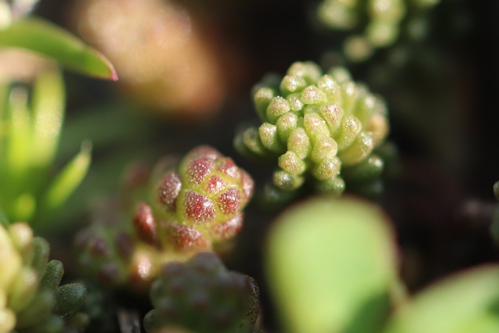 Sedum sexangulare (door Jaap Oosterom)