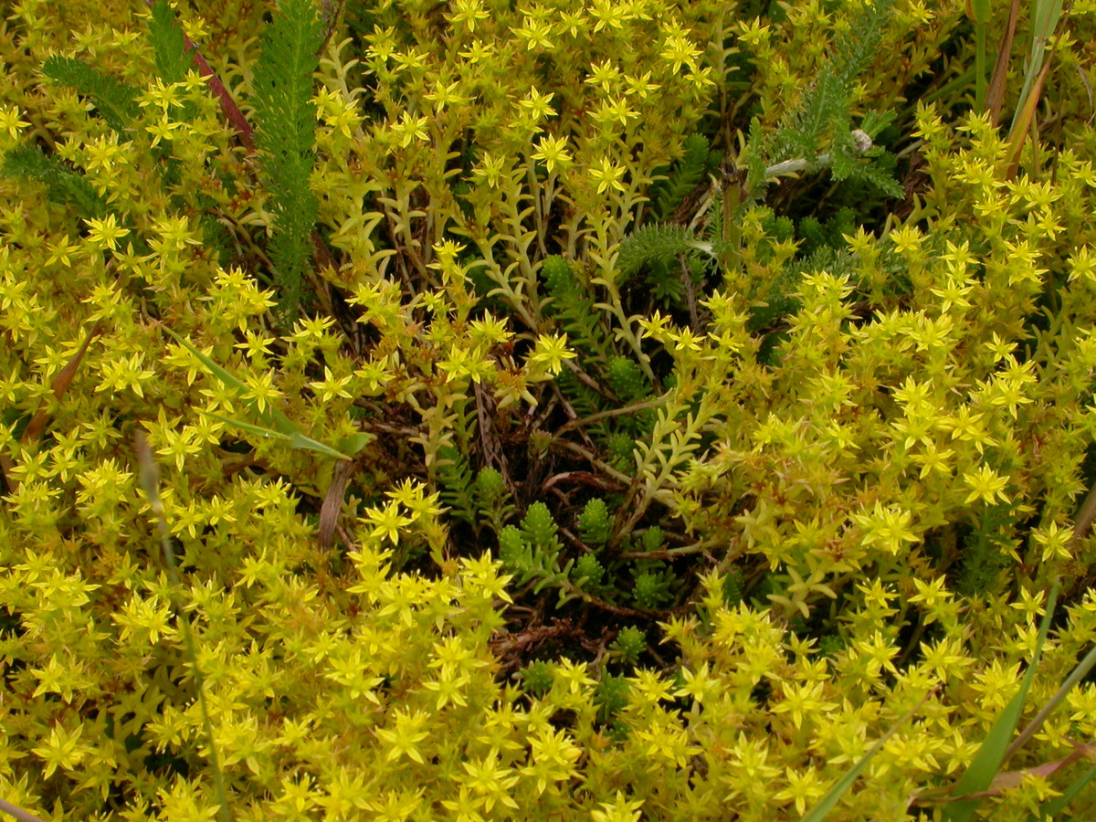 Sedum sexangulare (door Peter Meininger)