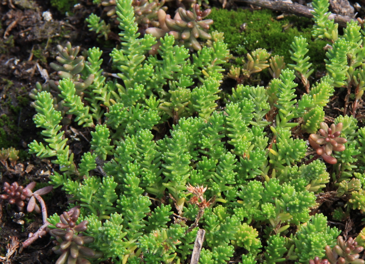 Sedum sexangulare (door Peter Meininger)