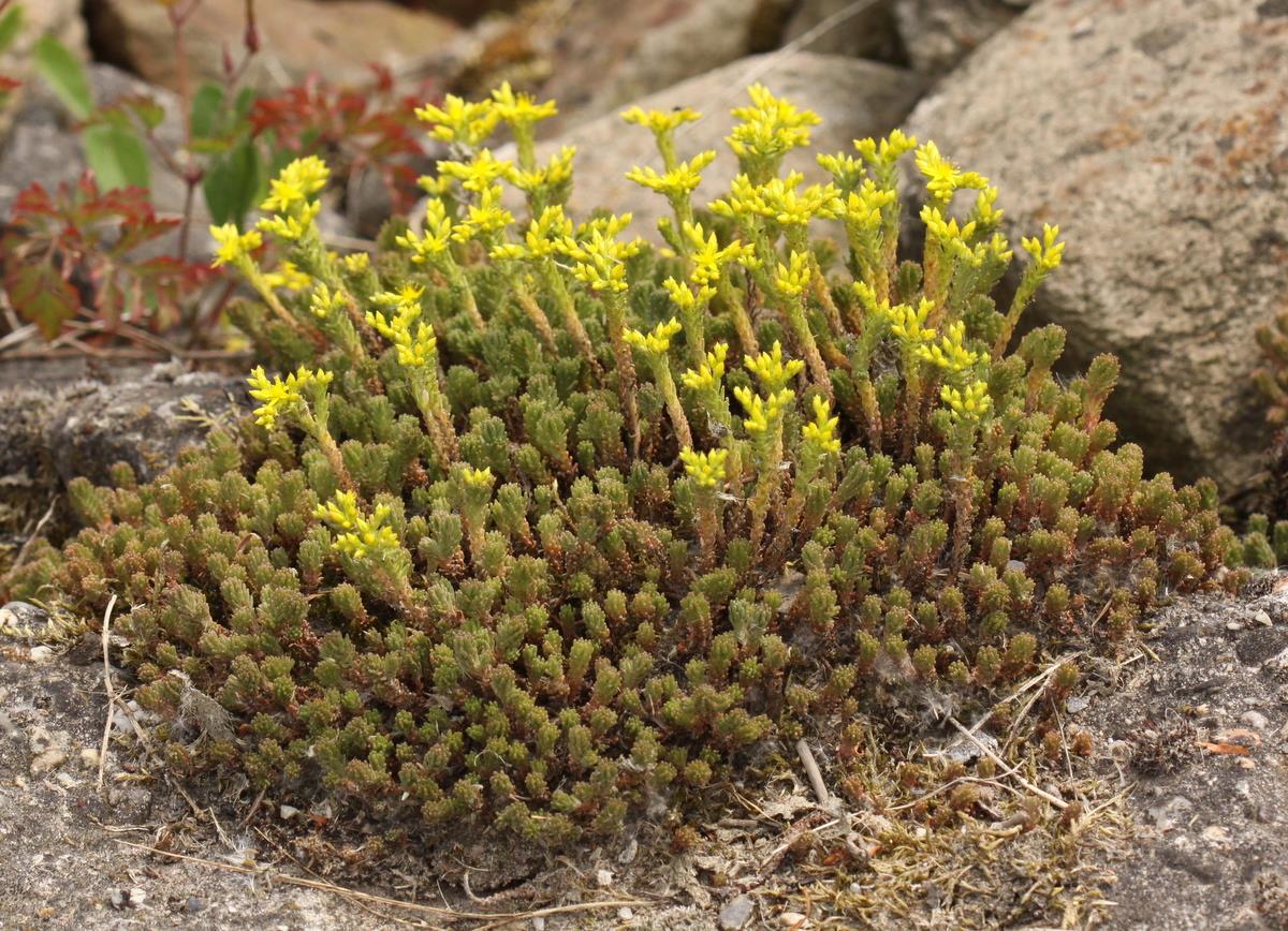 Sedum sexangulare (door Peter Meininger)