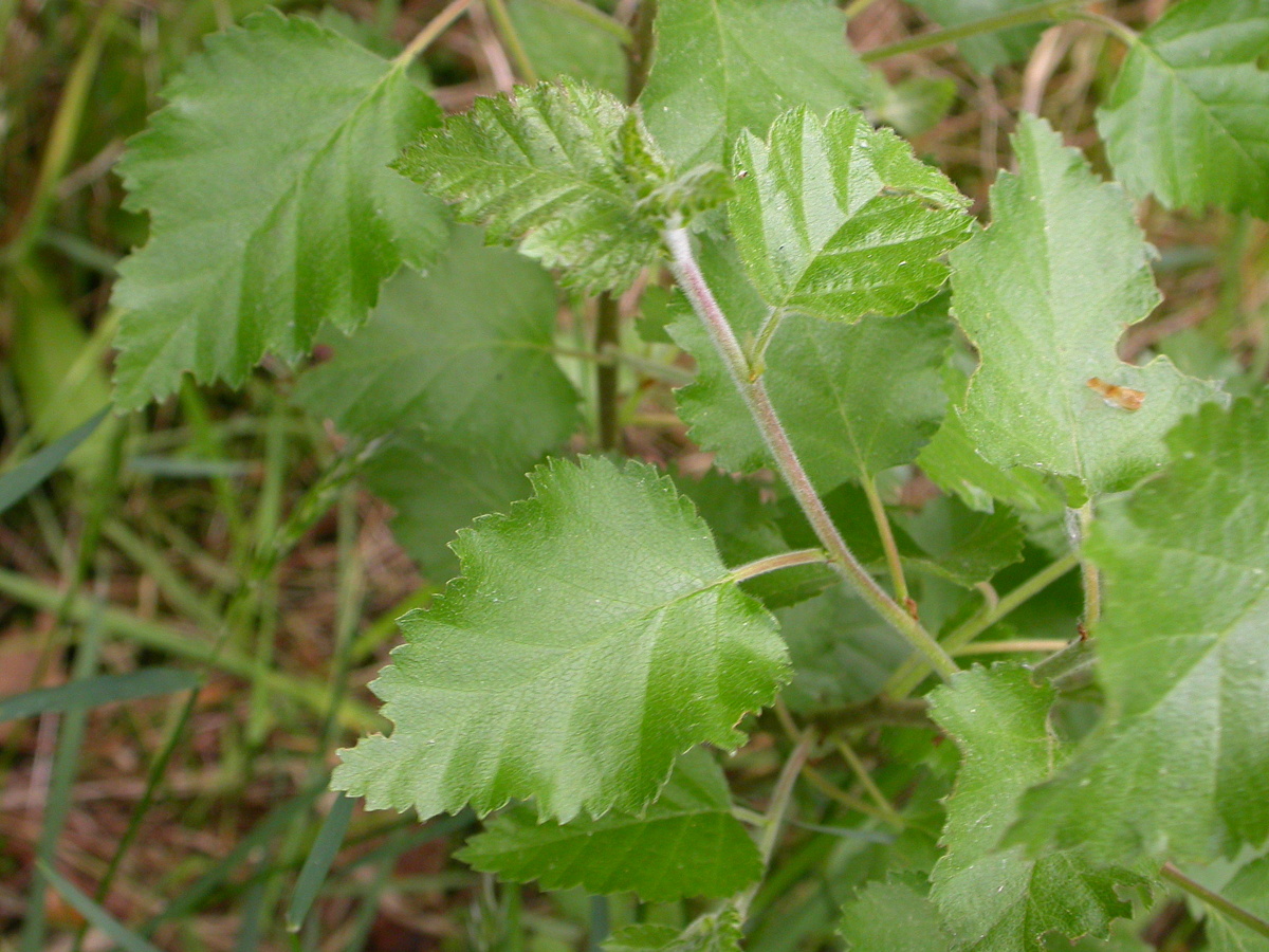 Betula pubescens (door Peter Meininger)