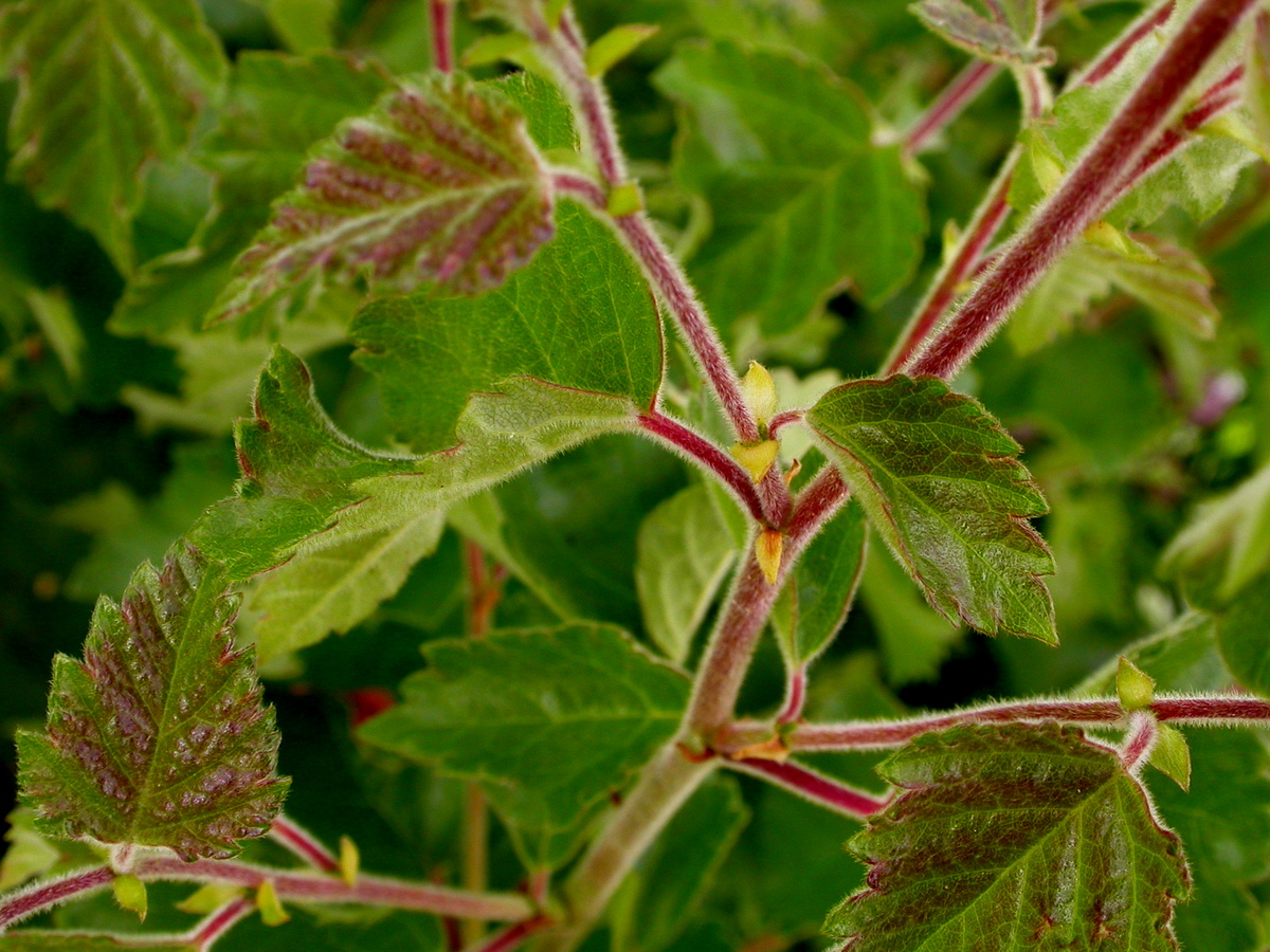 Betula pubescens (door Peter Meininger)