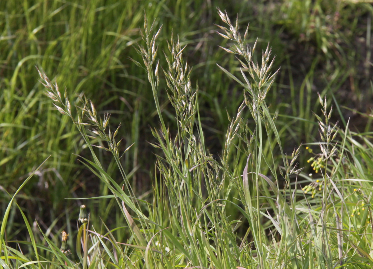 Bromus hordeaceus (door Peter Meininger)