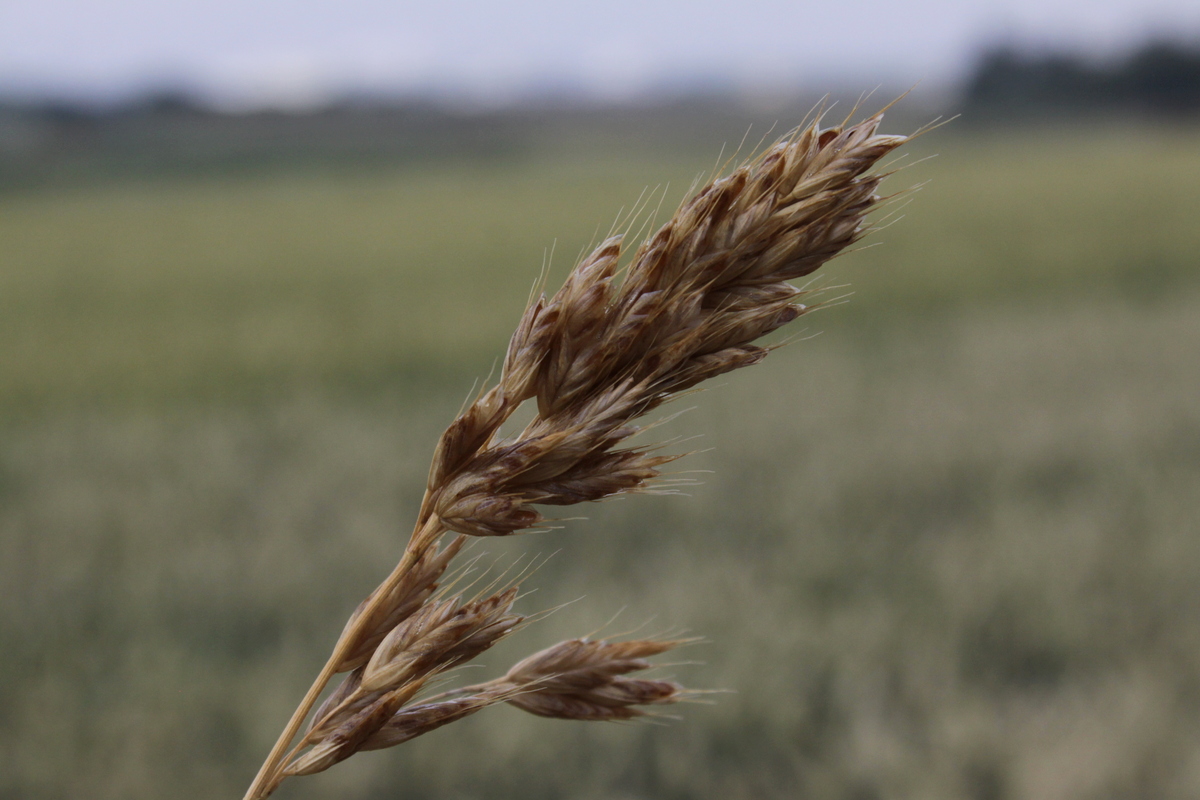 Bromus hordeaceus (door Peter Meininger)