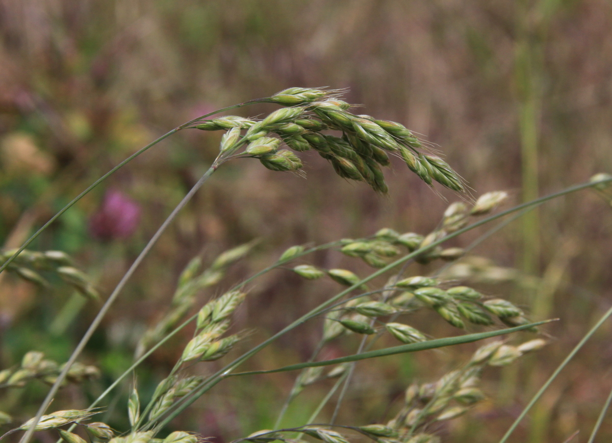 Bromus hordeaceus (door Peter Meininger)