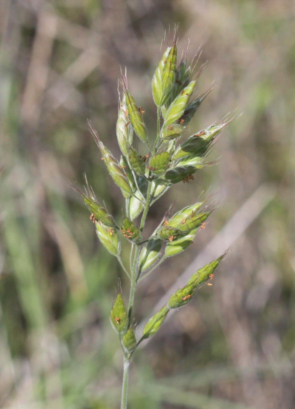 Bromus hordeaceus subsp. hordeaceus (door Peter Meininger)