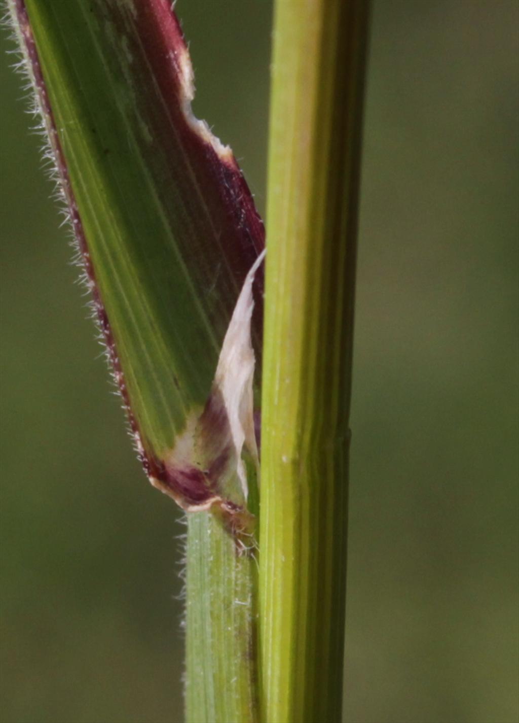 Avenula pubescens (door Peter Meininger)
