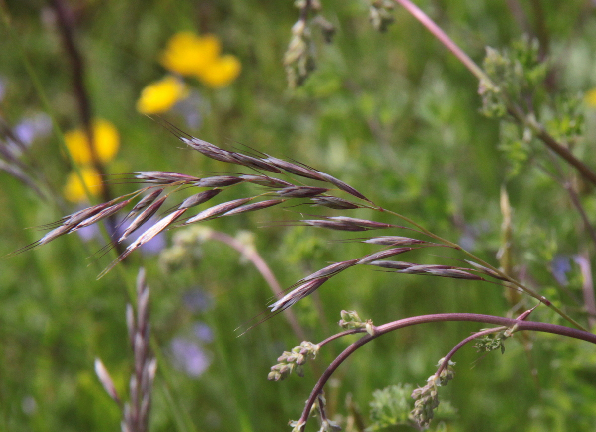 Avenula pubescens (door Peter Meininger)