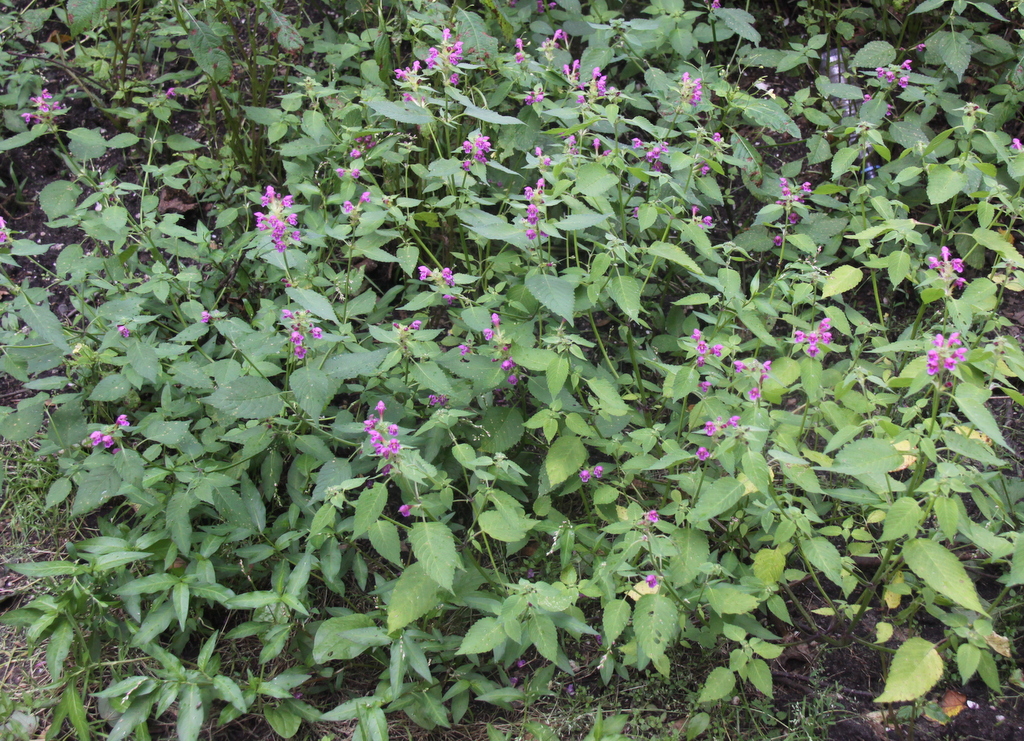 Galeopsis pubescens (door Peter Meininger)