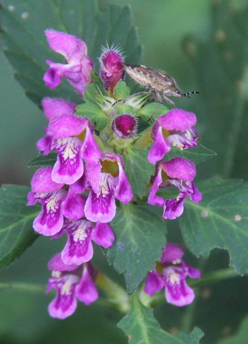 Galeopsis pubescens (door Peter Meininger)