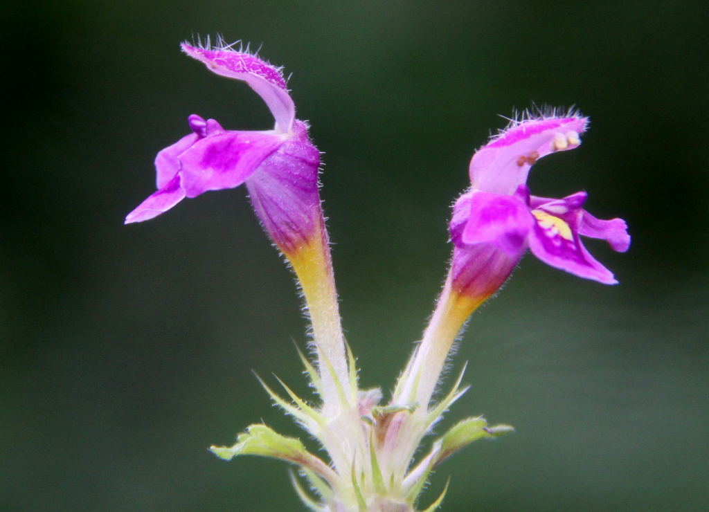 Galeopsis pubescens (door Peter Meininger)