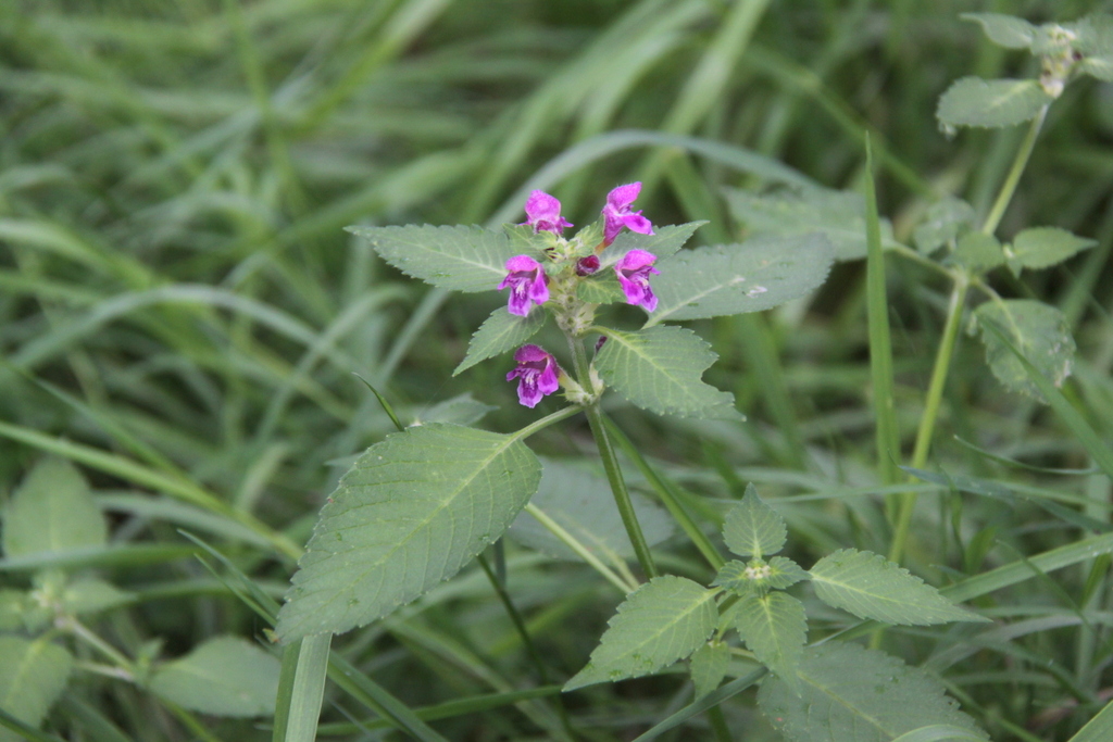 Galeopsis pubescens (door Peter Meininger)