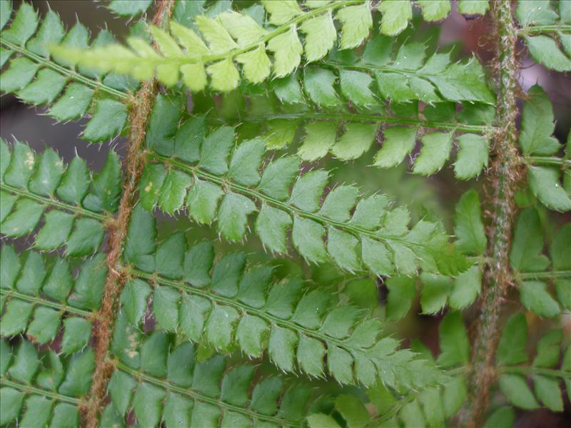 Polystichum setiferum (door Piet Bremer )