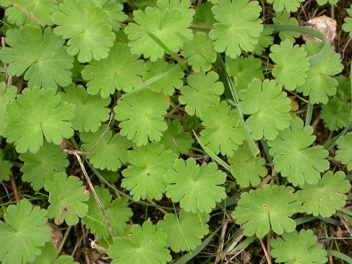 Geranium molle (door Peter Meininger)