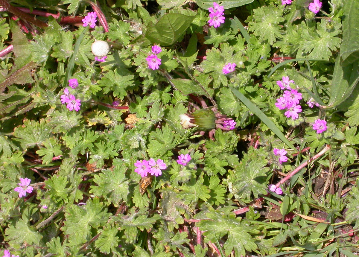 Geranium molle (door Peter Meininger)