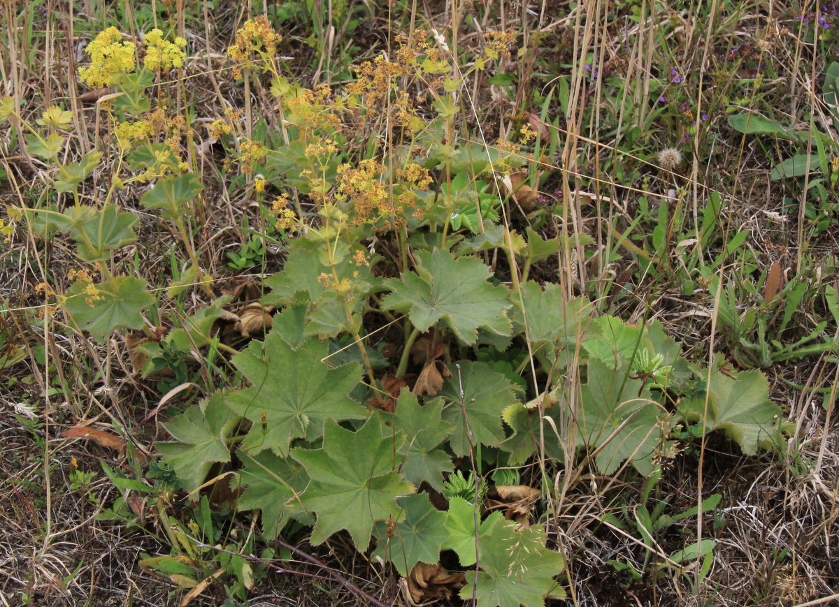 Alchemilla mollis (door Peter Meininger)