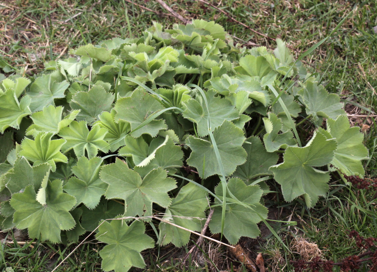 Alchemilla mollis (door Peter Meininger)
