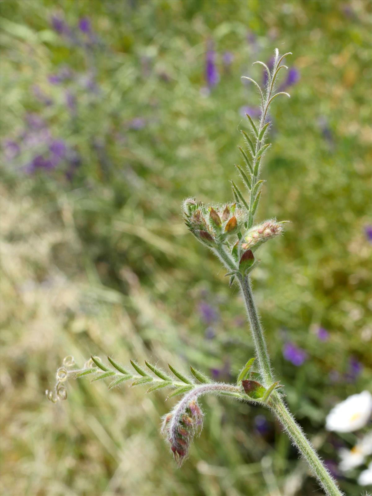 Vicia villosa subsp. villosa (door Fred Severin)