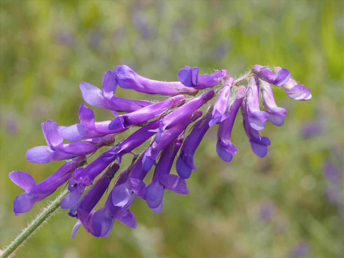 Vicia villosa subsp. villosa (door Fred Severin)