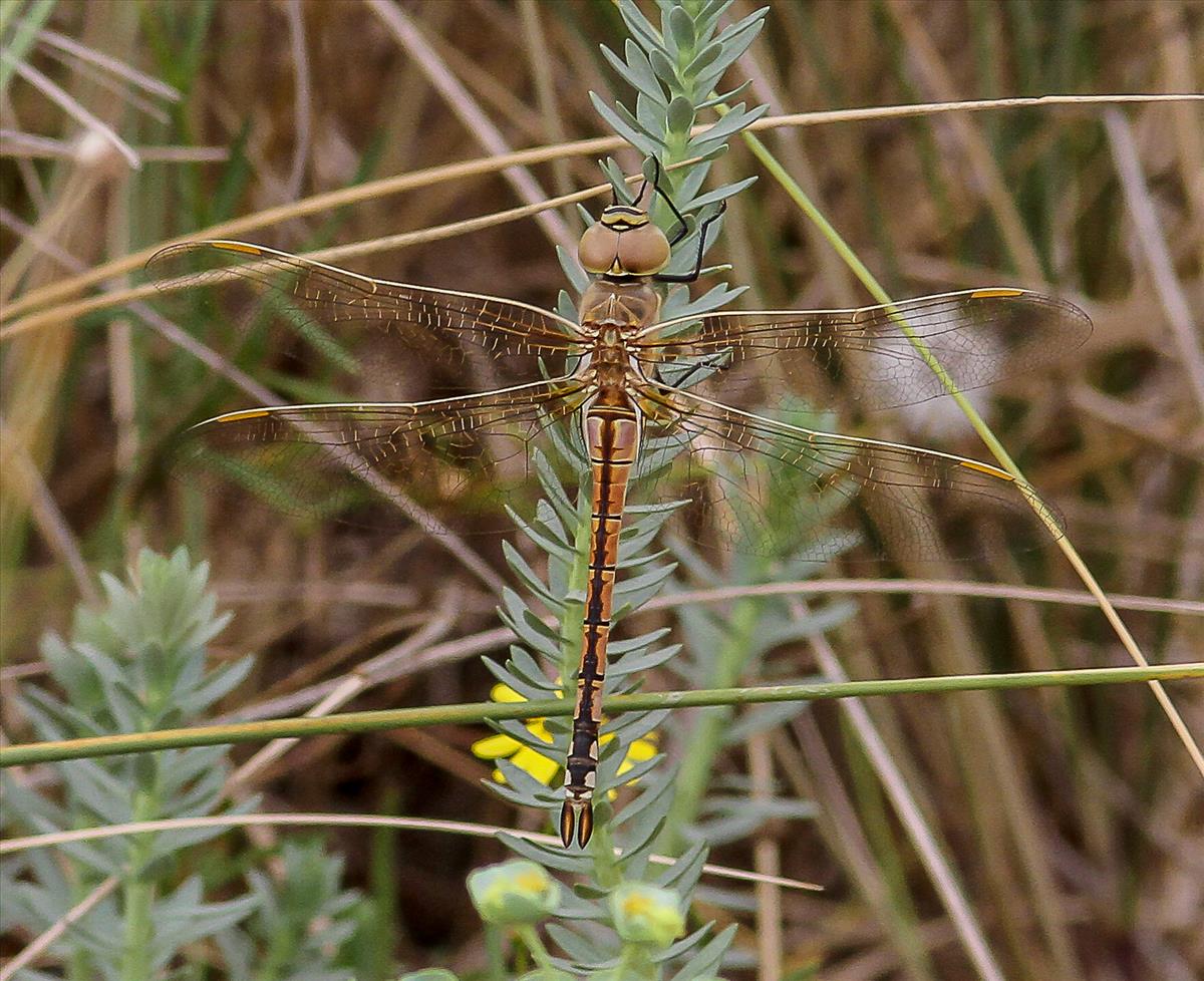 Anax ephippiger (door Paul G. Schrijvershof)