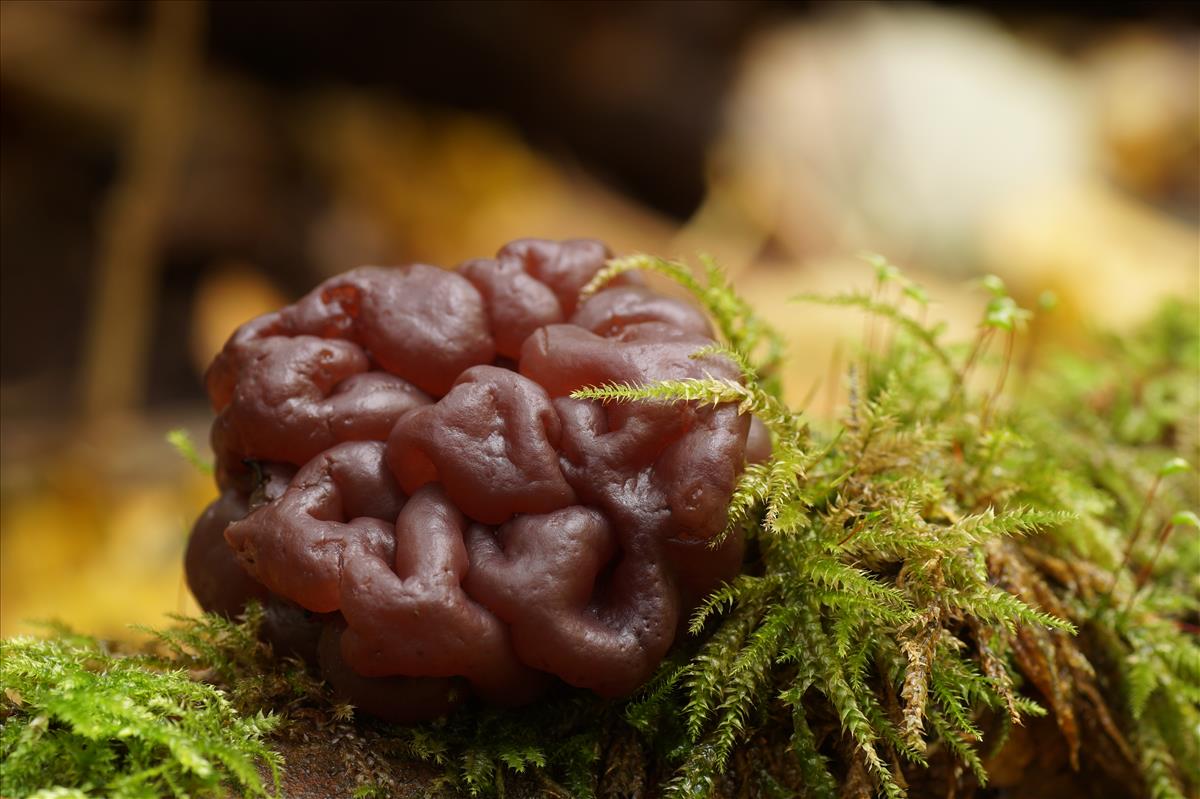 Ascotremella faginea (door jelle bakker)