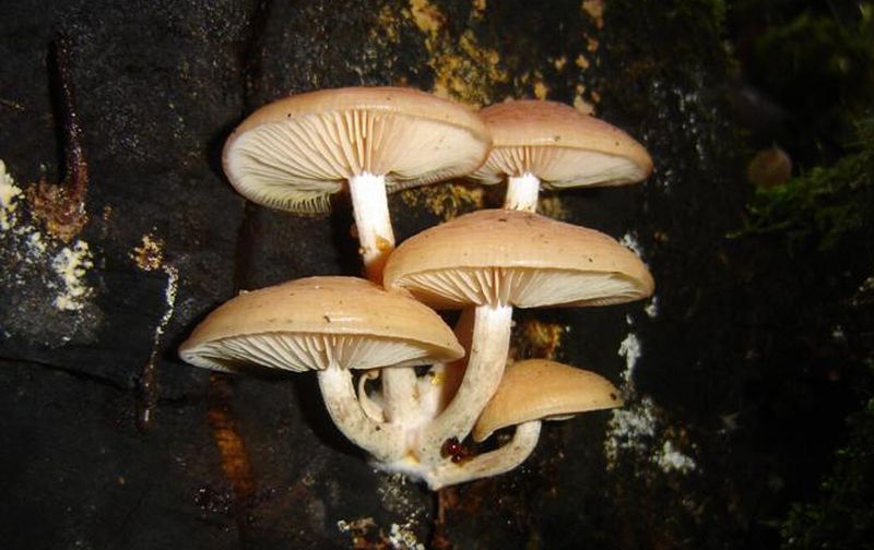 Rhodotus palmatus (door Gert Immerzeel)